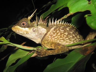 Acanthosaura phuketensis, Suk Samran, southern Thailand; photo. by M. Sumontha