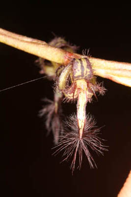 Bulbophyllum pauwelsianum, Monts de Cristal, Gabon; photo. by Tariq Stevart