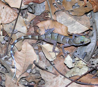 Cyrtodactylus lomyenensis, Lom Yen Cave, central Laos; photo. by Ngo Van Tri