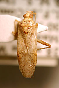 Chimsunchartella schwartzi, Australia, photo. by Frédéric Chérot