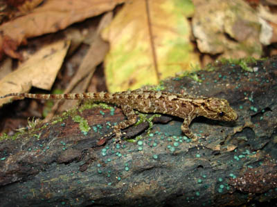 Cnemaspis chanardi, Nakhon Si Thammarat province, southern Thailand; photo. by Thaworn Sarimanon