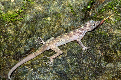 Cnemaspis hangus, Bukit Hangus, Peninsular Malaysia; photo. by Kin Onn Chan.