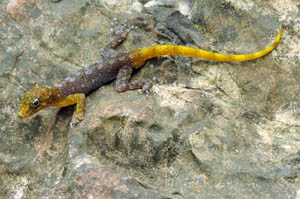 Cnemaspis huaseesom, Sai Yok National Park, western Thailand; photo. by Lee Grismer