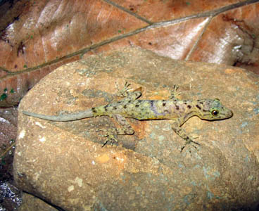 Cnemaspis kamolnorranathi, Tai Rom Yen National Park, southern Thailand; photo by Montri Sumontha