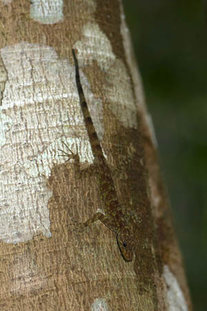 Cnemaspis mumpuniae, Gunung Ranai, Indonesia; photo. by Lee Grismer.