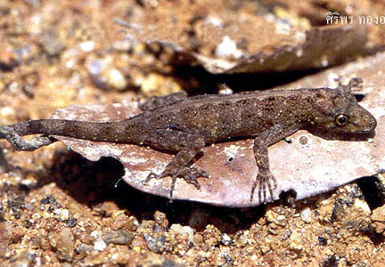 Cnemaspis narathiwatensis, Hala-Bala, Narathiwat Province, southern Thailand; photo. by Siriporn Thong-aree