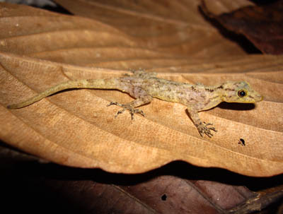 Cnemaspis omari, Perlis State Park, Peninsular Malaysia; photo. by Evan Quah.