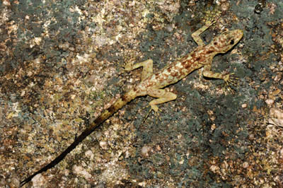 Cnemaspis peninsularis, Peninsular Malaysia; photo. by Lee Grismer.