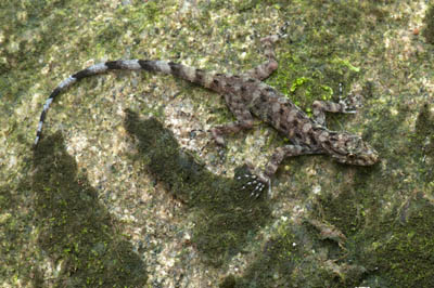 Cnemaspis stongensis, Gunung Stong, Peninsular Malaysia; photo. by Lee Grismer.