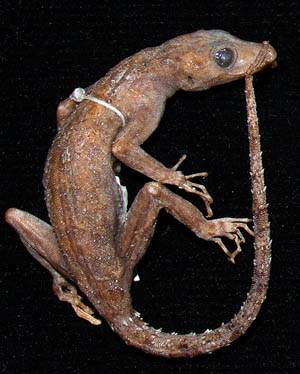 Cnemaspis sundagekko, preserved holotype from Pulau Siantan, Indonesia; photo. by Lee Grismer.