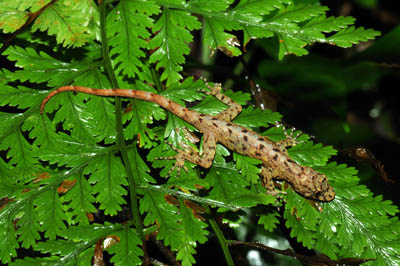 Cnemaspis temiah, Cameron Highlands, Peninsular Malaysia; photo. by Lee Grismer.