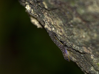 Cnemaspis vandeventeri, Khao Phra Thew, Phuket Island, southern Thailand; photo by Henrik Bringsøe