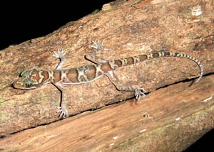 Cyrtodactylus sumonthai, Rayong Province, southeastern Thailand; photo. by Nonn Panitvong