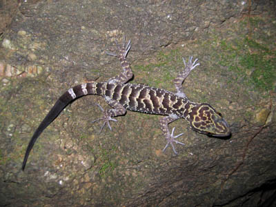 Cyrtodactylus doisuthep, Doi Suthep, northern Thailand; photo. by J. Meewasana