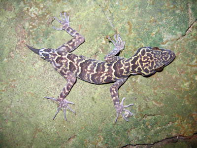 Cyrtodactylus khelangensis, cave in Pratu Pha, Lampang Province; photo. by M. Sumontha.