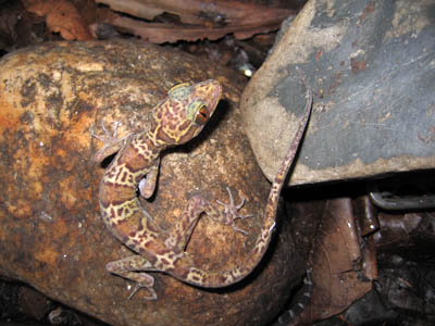 Cyrtodactylus kunyai, holotype, Loei Province, northeastern Thailand; photo. by M. Sumontha.