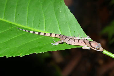 Cyrtodactylus saiyok, juvenile, Kanchanaburi Province, western Thailand; photo. by N. Panitvong.