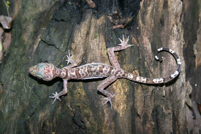 Cyrtodactylus wangkulangkulae, holotype, Satun Province, southern Thailand; photo. by M. Sumontha.