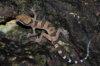 Cyrtodactylus langkawiensis, Pulau Langkawi, Peninsular Malaysia; photo. by Lee Grismer