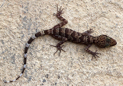 Cyrtodactylus thathomensis, Ban Thathom, northeastern Laos; photo by E.L. Konstantinov