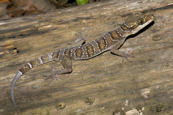 Cyrtodactylus astrum, Wang Kelian, Perlis, Peninsular Malaysia; photo. by Lee Grismer