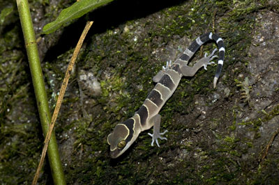 Cyrtodactylus bintangtinggi, Bukit Larut, Peninsular Malaysia; photo. by Lee Grismer