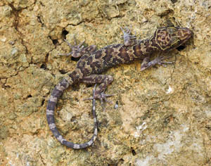 Cyrtodactylus dumnuii, Phabartmaejon cave, northern Thailand, photo. by. Kirati Kunya