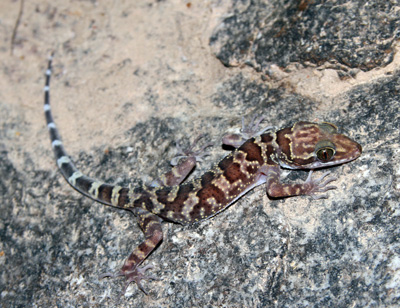 Cyrtodactylus inthanon, Doi Inthanon, northern Thailand; photo. by Thana Sirisamphan