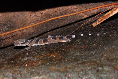 Cyrtodactylus phuketensis, Khao Phra Thaeo, Phuket Province; photo. by Nonn Panitvong