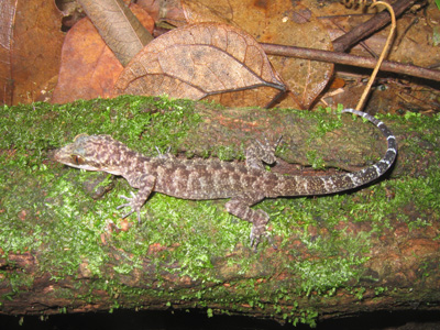 Cyrtodactylus ranongensis, Ranong Province, peninsular Thailand; photo. by Montri Sumontha