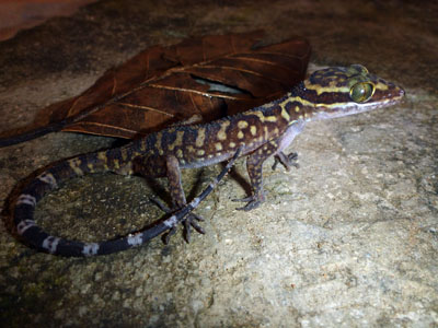 Cyrtodactylus sanook, holotype, Tham Sanook, Chumphon Province, Thailand; photo by O.S.G. Pauwels