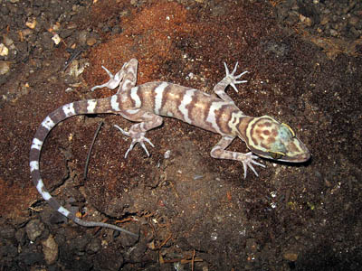 Cyrtodactylus thirakhupti, Khao Sonk Cave, Surat Thani province, southern Thailand; photo. by Montri Sumontha