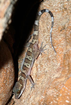 Cyrtodactylus tigroides, Ban Tha Sao, Kanchanaburi Province, western Thailand; photo. by Nonn Panitvong
