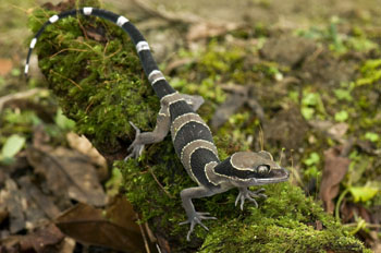 Cyrtodactylus trilatofasciatus, Cameron Highlands, Peninsular Malaysia; photo. by Lee Grismer