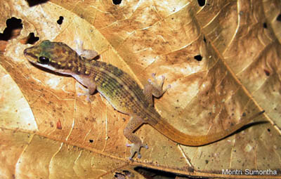 Dixonius hangseesom, Sai Yok, Kanchanaburi Province, western Thailand; photo. by Montri Sumontha