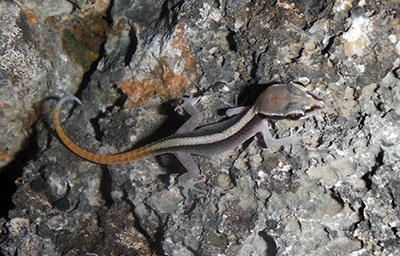 Dixonius kaweesaki, Khao Sam Roi Yot massif, peninsular Thailand; photo. by M. Sumontha