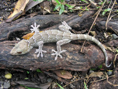 Gekko nutaphandi, Sai Yok, Kanchanaburi province, western Thailand; photo. by Montri Sumontha