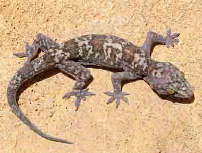 Hemidactylus beninensis, Dassa, Benin; photo by Jean-François Trape