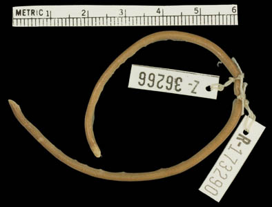 Indotyphlops lazelli, holotype, Hong Kong Island; photo. by Jonathan Woodward, Museum of Comparative Zoology, © President and Fellows of Harvard College