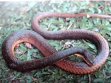 Isanophis boonsongi, Loei Province, northeastern Thailand; photo. by Tanya Chan-ard