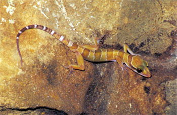 Cyrtodactylus lekaguli, Phang-Nga, southern Thailand; photo. by Philippe Kok