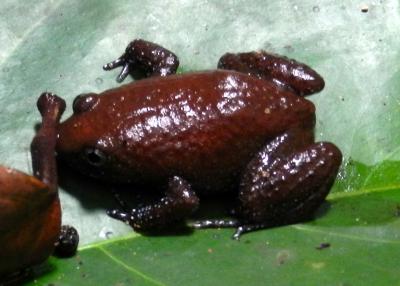 Leptodactylodon stevarti, Cristal Mounts, northern Gabon; photo. by Emily J. Neil