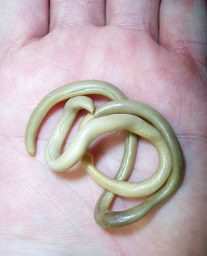 Letheobia pauwelsi, preserved holotype, Iboundji Mount, Gabon; photo by O.S.G. Pauwels