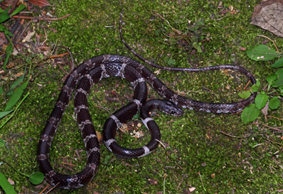 Lycodon ruhstrati abditus, Hunan Province, China; photo. by Mian Hou