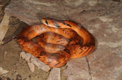 Oligodon saintgironsi, Nam Cat Tien, southern Vietnam; photo. by Nikolay Poyarkov