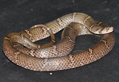 Oligodon saiyok, female paratype, Sai Yok District, Thailand; photo. by Kirati Kunya