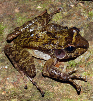 Petropedetes euskircheni, Mount Kupe, Cameroon; photo by Andreas Schmitz & Michael Barej