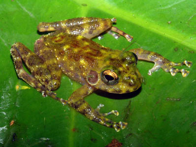 Petropedetes juliawurstnerae, Mount Kupe, Cameroon; photo by Andreas Schmitz & Michael Barej