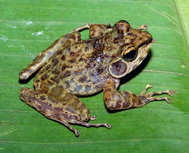 Petropedetes vulpiae, Big Massaka, Cameroon; photo by Andreas Schmitz & Michael Barej