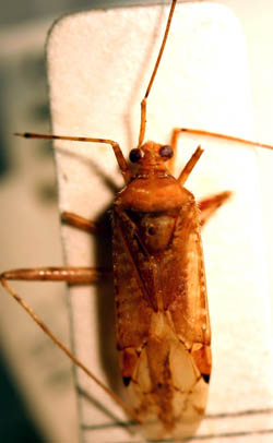 Peltidopeplus yasunagai, paratype, Main Finisterre Range, New Guinea; photo. by Frédéric Chérot